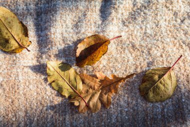 Gri bir tekstil yüzeyinde kuru sonbahar yaprakları. Sonbahar grafik kaynağı