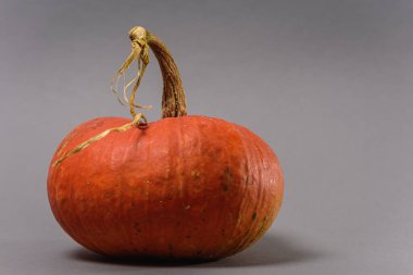 Gri arkaplanda balkabağı, kapat 