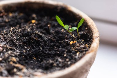 Close-up view, top, small bush, plant in a brown pot on a white windowsill. Tomato gardening at home, self-development 