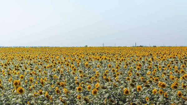 Літнє Сільськогосподарське Поле Жовтими Соняшниками Тлі Неба Хмарами Концепція Соняшників — стокове фото