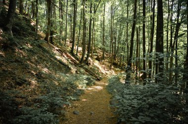 Ormanın güzel panoramik manzarasında yürüyüş ve gün batımı, ormandaki yaz manzarası ilham verici. Yaya yolu ya da bisiklet yolu, toprak yol.