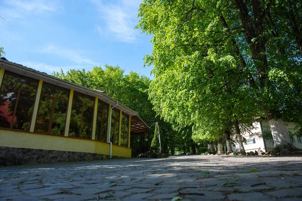 Güneş bir ağacın parlak yeşil yapraklarının arasından parlıyor. Mavi gökyüzü ve bulutlar. Bahar