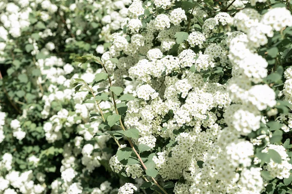 Gün batımında el ele tutuşan güzel bir çift. İşlemeli gömlekli, gelenekli, dikiz aynalı Ukraynalı çift