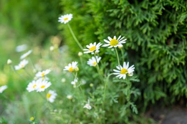 Papatya çiçeği tarlası sınırı. Güneşin alevlerinde çiçek açan tıbbi papatyaların olduğu güzel bir doğa sahnesi. Alternatif İlaç İlkbaharı Daisy. Yaz çiçekleri. Güzel çayır. yaz arkaplanı