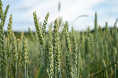 Olgunlaşmamış yeşil buğday tarlası yaz günbatımı gökyüzünün altında bulutlarla. Ön plana odaklan. Sığ alan derinliği