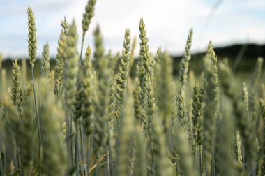 Olgunlaşmamış yeşil buğday tarlası yaz günbatımı gökyüzünün altında bulutlarla. Ön plana odaklan. Sığ alan derinliği