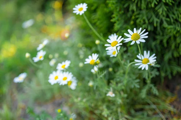 Chamomile Flowers Field Border Beautiful Nature Scene Blooming Medical Daisies — Fotografia de Stock