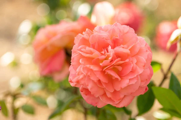 Gyönyörű Rózsaszín Rózsa Közelről Makró Fotó Virágos Háttér — Stock Fotó