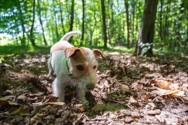 Jack Russell Terrier cinsinden beyaz-kahverengi bir köpek parkta yürüyor.