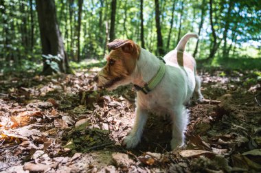 Jack Russell Terrier cinsinden beyaz-kahverengi bir köpek parkta yürüyor.