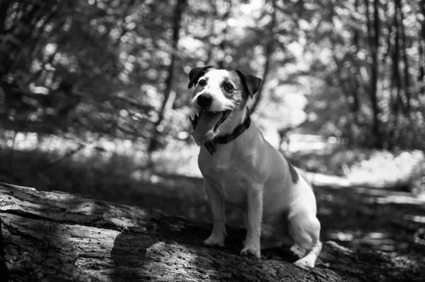 White Brown Jack Russell Terrier Dog Walking Park Selective Focus — Stockfoto