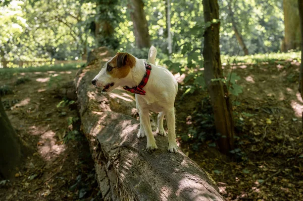 Ένα Λευκό Καφέ Σκυλί Της Φυλής Τεριέ Jack Russell Περπατά — Φωτογραφία Αρχείου