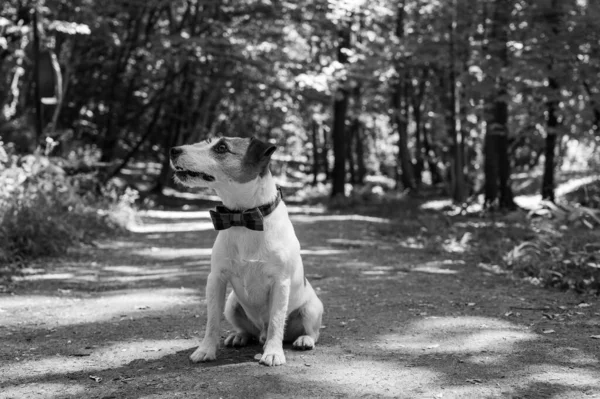 White Brown Jack Russell Terrier Dog Walking Park Selective Focus — Stockfoto