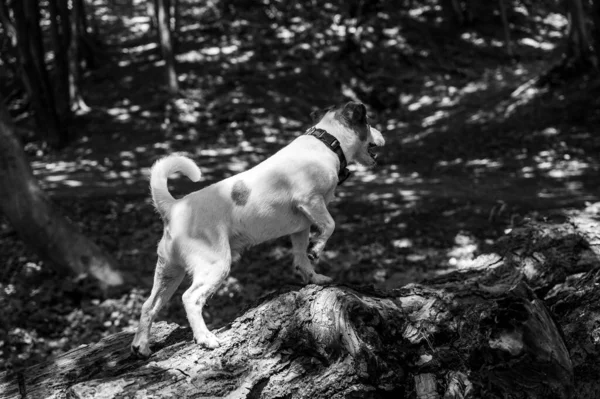 White Brown Jack Russell Terrier Dog Walking Park Selective Focus — стоковое фото