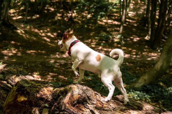 Ένα Λευκό Καφέ Σκυλί Της Φυλής Τεριέ Jack Russell Περπατά — Φωτογραφία Αρχείου