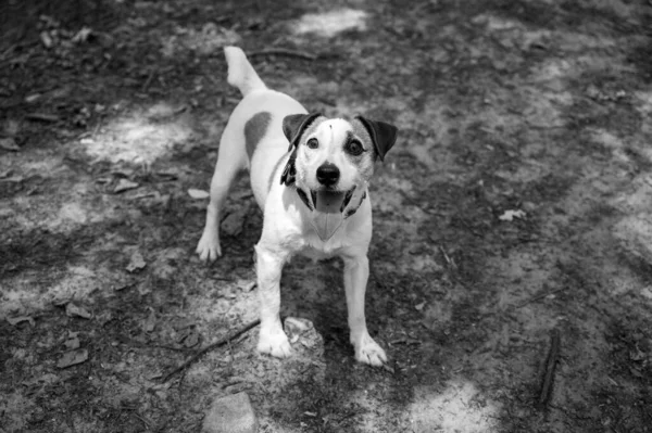 White Brown Jack Russell Terrier Dog Walking Park Selective Focus — Zdjęcie stockowe