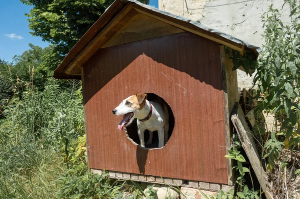 White Brown Jack Russell Terrier Dog Sitting Brown Dog House — Stockfoto