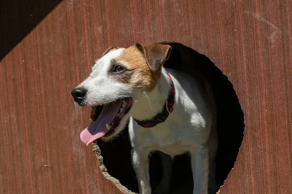 White Brown Jack Russell Terrier Dog Sitting Brown Dog House — Stock Photo, Image