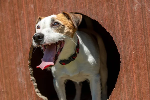 White Brown Jack Russell Terrier Dog Sitting Brown Dog House — Stockfoto