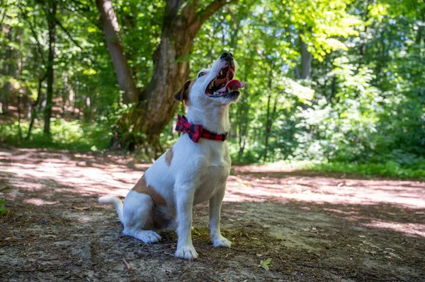 White Brown Dog Jack Russell Terrier Breed Walks Outdoors Park — Zdjęcie stockowe