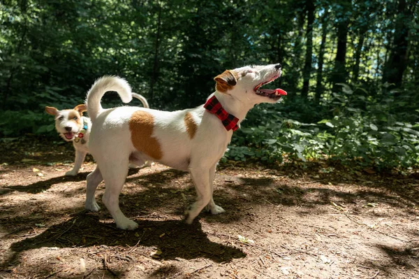 Ένα Λευκό Καφέ Σκυλί Της Φυλής Τεριέ Jack Russell Περπατά — Φωτογραφία Αρχείου