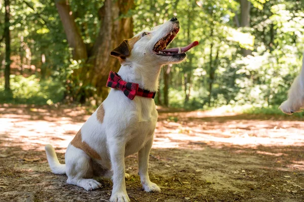 Ένα Λευκό Καφέ Σκυλί Της Φυλής Τεριέ Jack Russell Περπατά — Φωτογραφία Αρχείου