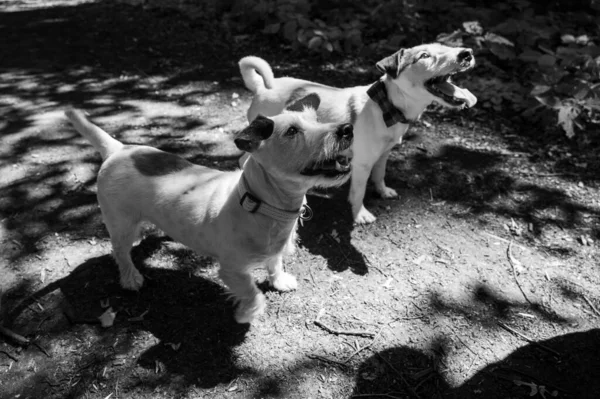 Branco Marrom Jack Russell Cão Terrier Andando Fora Parque Foco — Fotografia de Stock