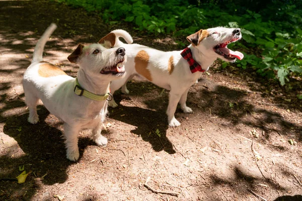 White Brown Jack Russell Terrier Dog Walking Park Selective Focus — Stock Photo, Image