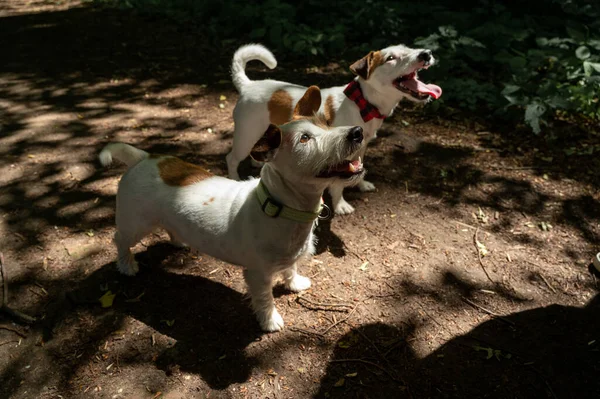 Blanco Marrón Jack Russell Terrier Perro Caminando Fuera Parque Enfoque — Foto de Stock