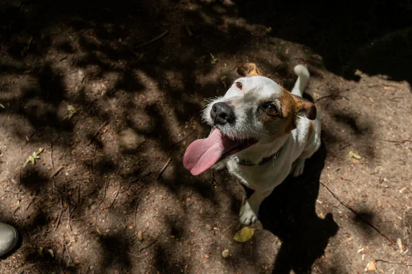 Ένα Λευκό Καφέ Σκυλί Της Φυλής Τεριέ Jack Russell Περπατά — Φωτογραφία Αρχείου