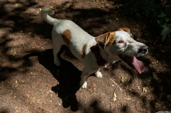 White Brown Dog Jack Russell Terrier Breed Walks Outdoors Park — Stock Fotó