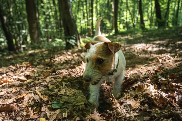 Ένα Λευκό Καφέ Σκυλί Της Φυλής Τεριέ Jack Russell Περπατά — Φωτογραφία Αρχείου