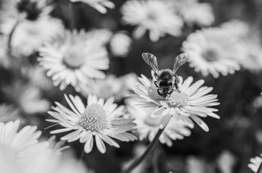 black and white photo, daisies in sunlight with a bee on a blooming flower. Nature and selective focus close-up