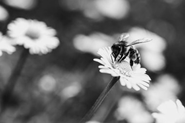 black and white photo, daisies in sunlight with a bee on a blooming flower. Nature and selective focus close-up