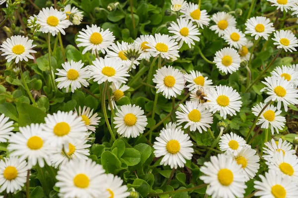 Daisies Sunlight Bee Blooming Flower Nature Selective Focus Close — Fotografie, imagine de stoc