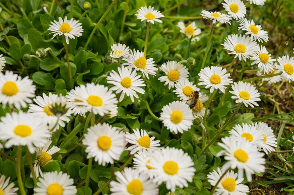 Daisies Sunlight Bee Blooming Flower Nature Selective Focus Close — Fotografia de Stock