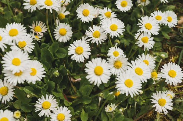 Daisies Sunlight Bee Blooming Flower Nature Selective Focus Close — Fotografia de Stock