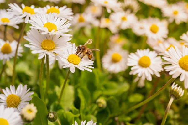 Daisies Sunlight Bee Blooming Flower Nature Selective Focus Close — Fotografie, imagine de stoc