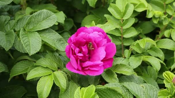 Rose flower with two bees — Stock Video