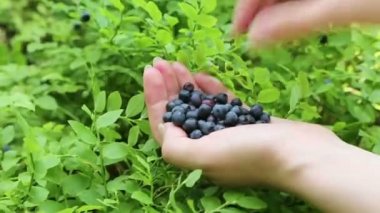 Yaban mersini ile kadın eli