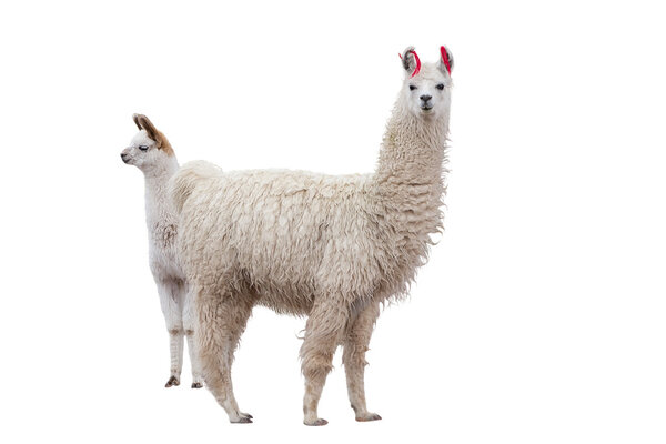 Female llama with a baby
