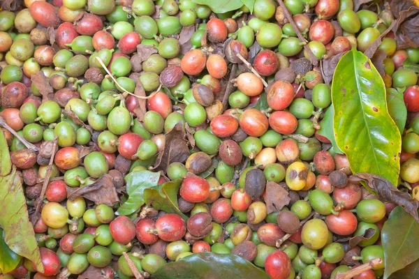 Hintergrund der Kaffeebohnen — Stockfoto