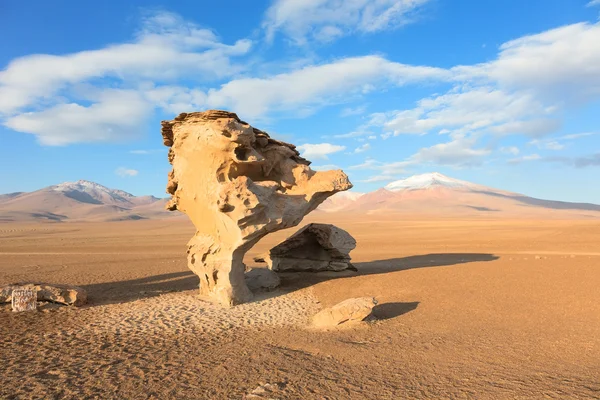 Arbol de piedra 玻利维亚 — 图库照片