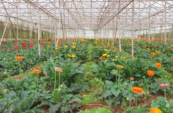 Plantação de gerbera em estufa — Fotografia de Stock