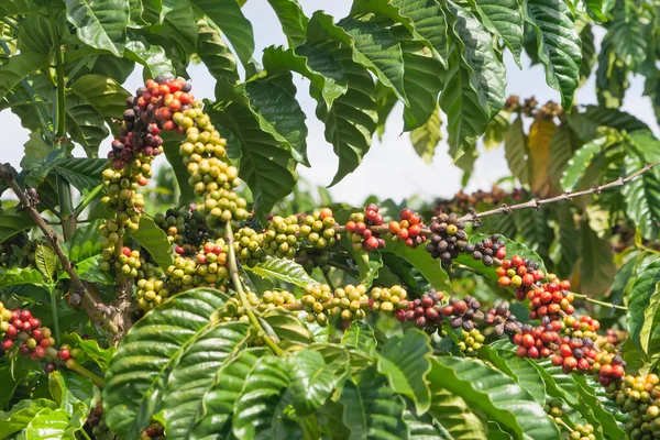 Grüne Kaffeebohnen — Stockfoto