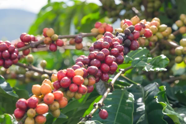 Gröna kaffebönor — Stockfoto