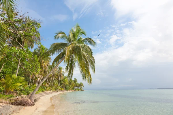 Tengeri csillag beach, bocas del toro, panama — Stock Fotó