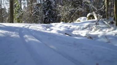 Soğuk ve güneşli bir günde Finlandiya 'da donmuş bir ormanda kayak yapmaya giden bir kadın.
