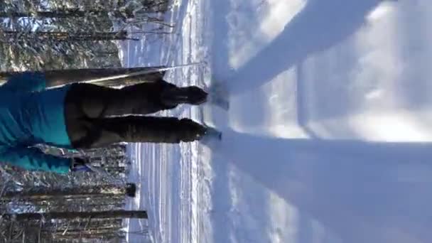 Soğuk ve güneşli bir günde donmuş bir ormanda kayak yapmaya giden bir kadın.. — Stok video