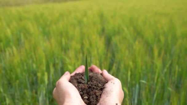 Výhonky rostou z lidských rukou na rozmazaném zemědělském poli na pozadí — Stock video